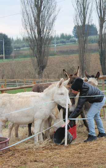 Passeggiata con gli asini