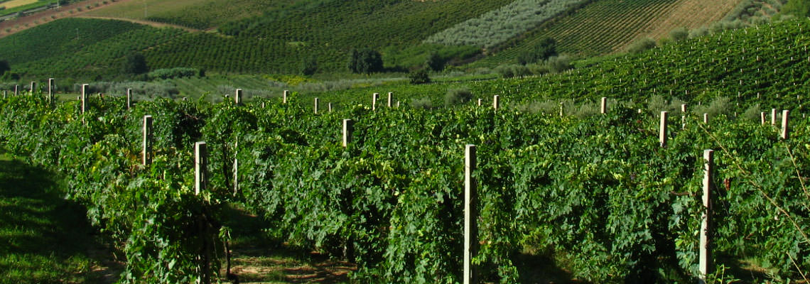 Vigneti Umbria