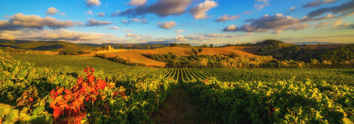 paesaggio vigne Perugia