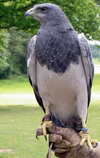 corso-di-falconeria-in-umbria