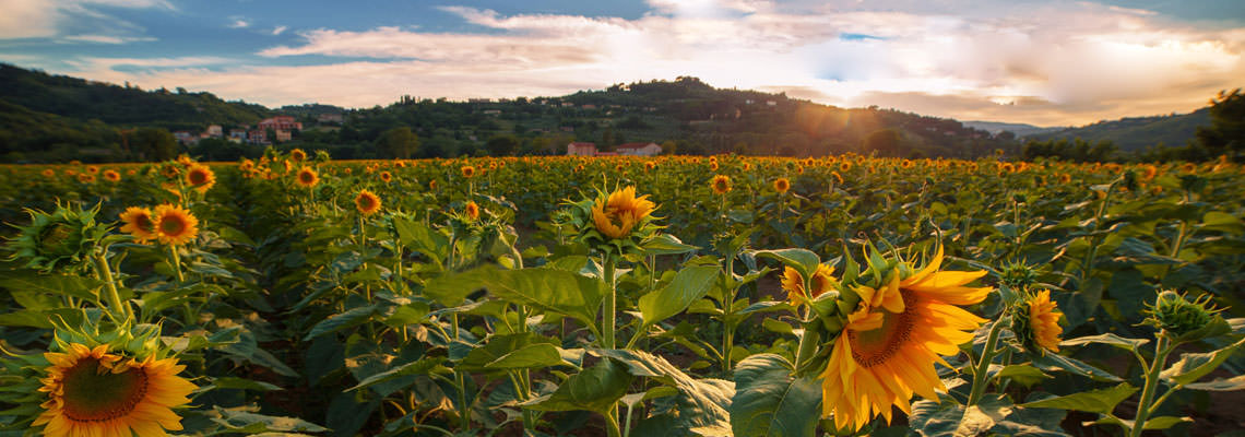 girasoli Umbria