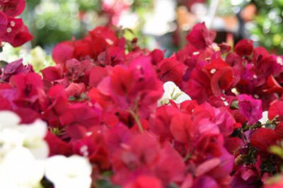 mostra mercato fiori e piante rare perugia