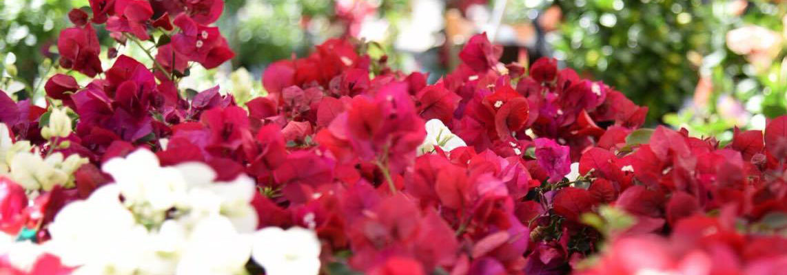 mostra mercato fiori e piante rare perugia