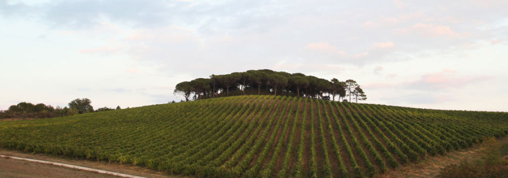 cantine aperte umbria