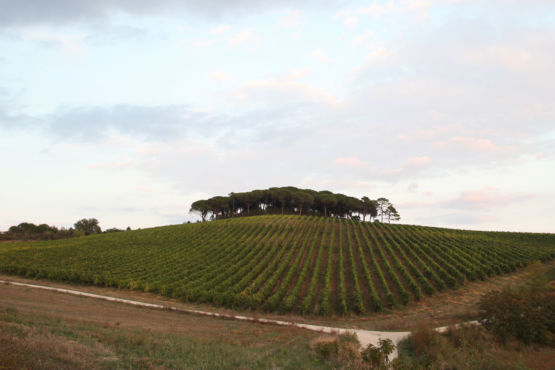 vigne umbria