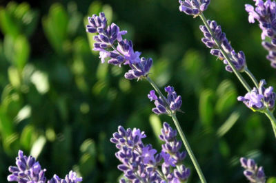 festa-della-lavanda-assisi