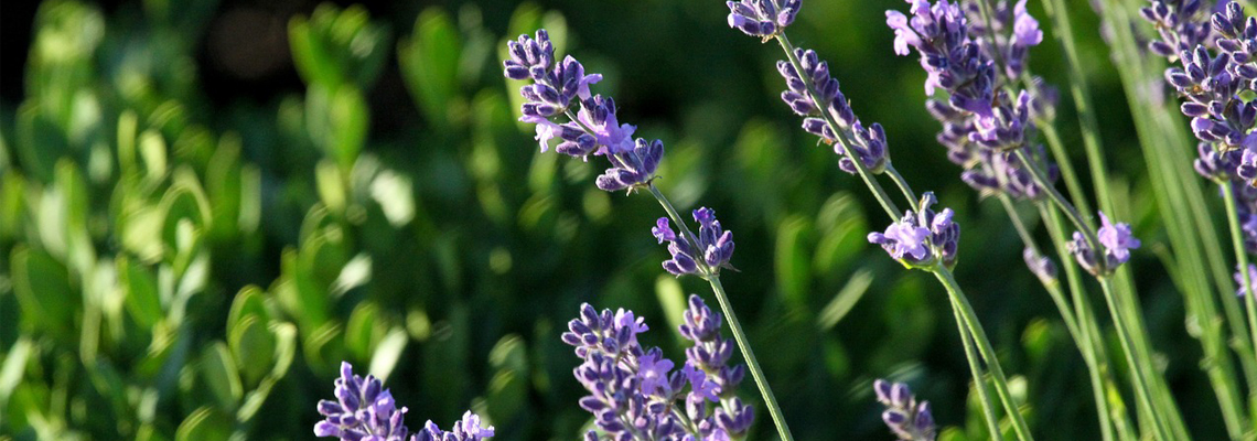 festa-della-lavanda-assisi