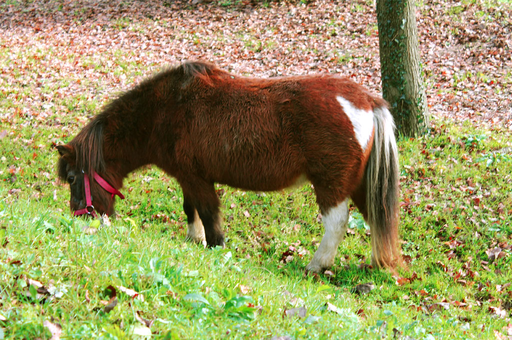 Bosco