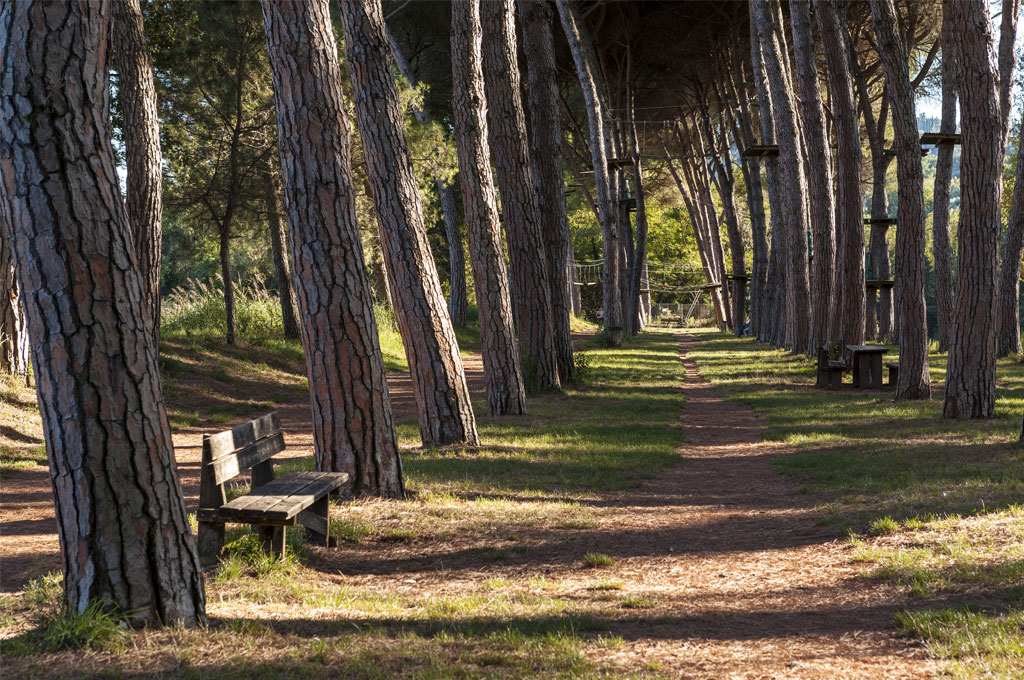 Ponte Felcino pineta