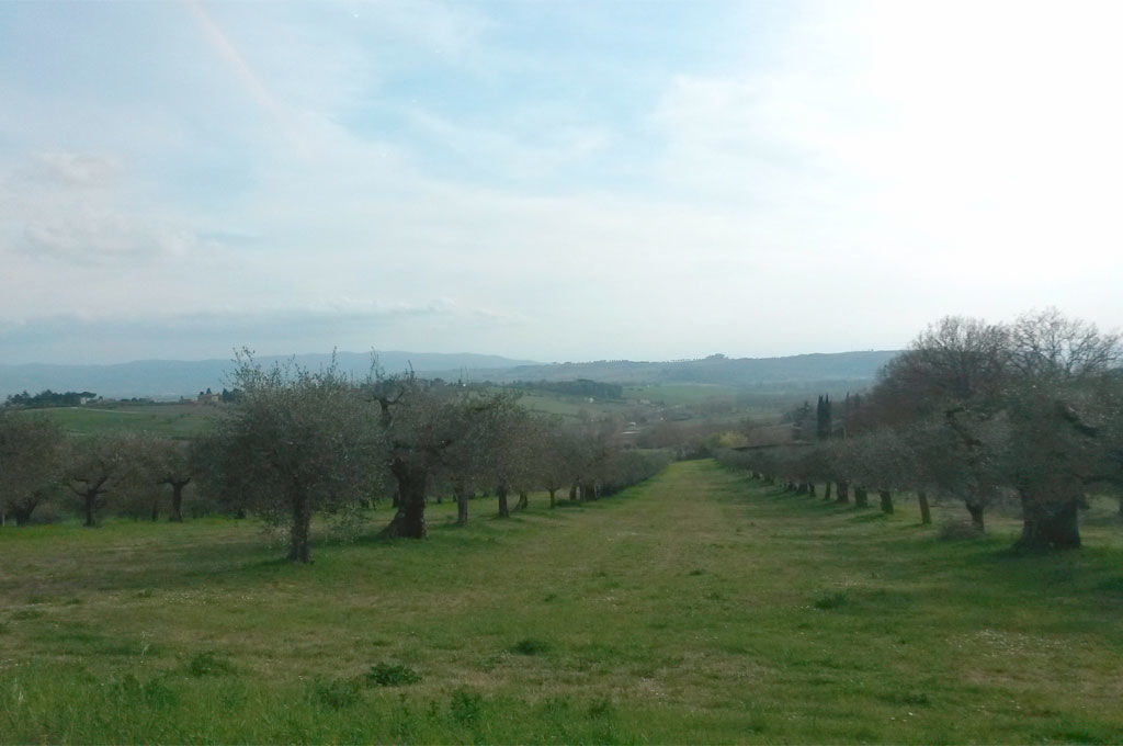 Distesa di ulivi a Sant'Egidio Perugia