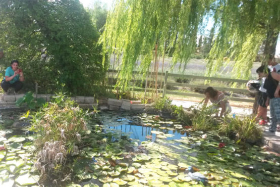 Laghetto dei fiori di loto Assisi