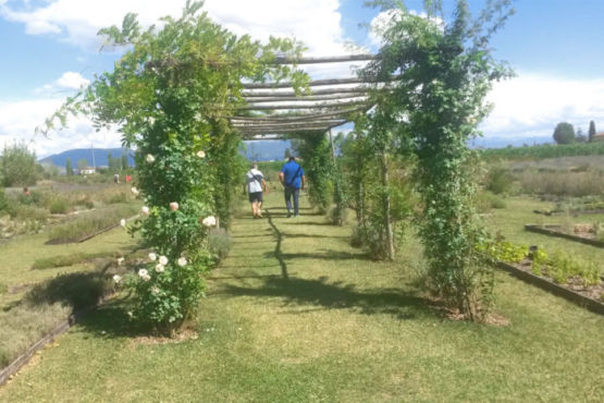 Giardino botanico lavandeto Assisi