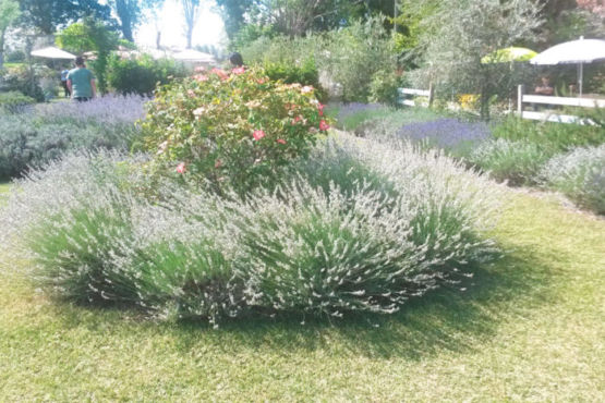 Lavanda bianca Assisi