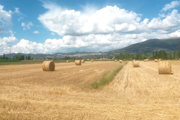 Panorama di Assisi dal lavandeto