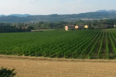 Vigne Lungarotti Torgiano Perugia