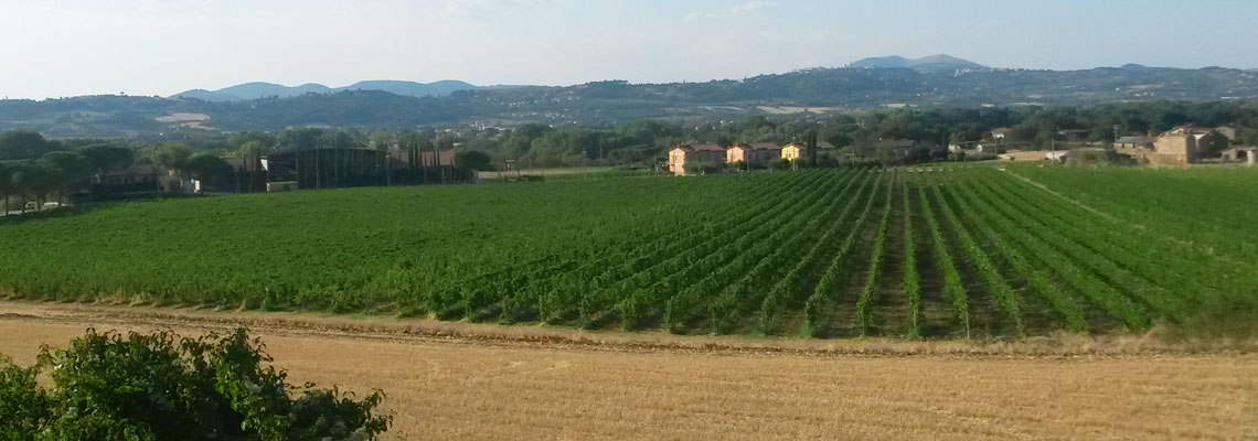 Vigne Lungarotti Torgiano Perugia