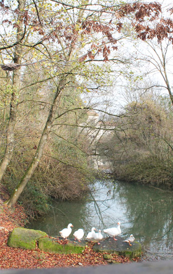 Bosco didattico Ponte Felcino Perugia