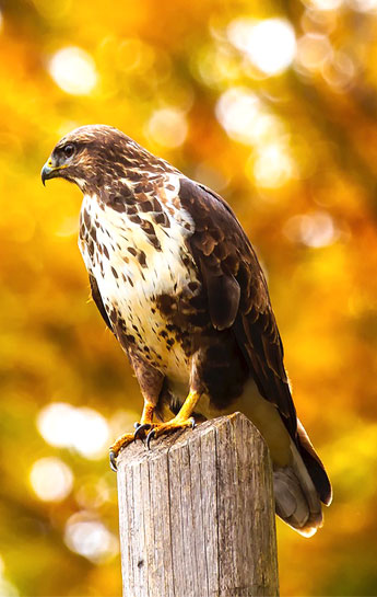 Falco uccelli rapaci Perugia