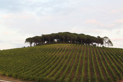 cantine aperte umbria