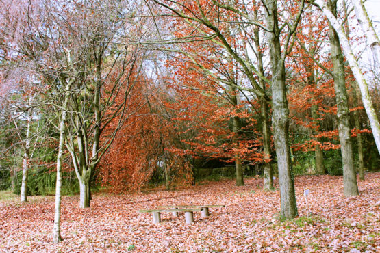 Bosco didattico Ponte Felcino