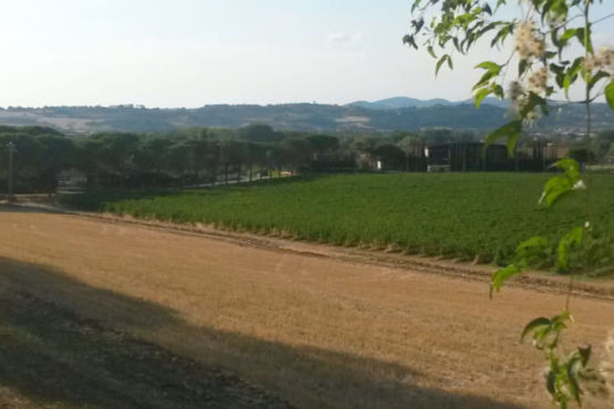 Vista panoramica delle vigne Lungarotti Torgiano